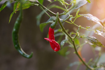 red hot pepper on tree
