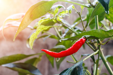 Red chili on trees