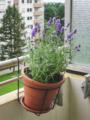 Lavender flower in the pot on the balcony