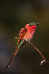 carmine bee-eater