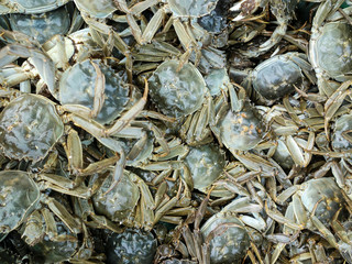 Fresh seafood is on sale in the market