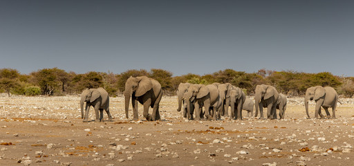 Etosha elephants