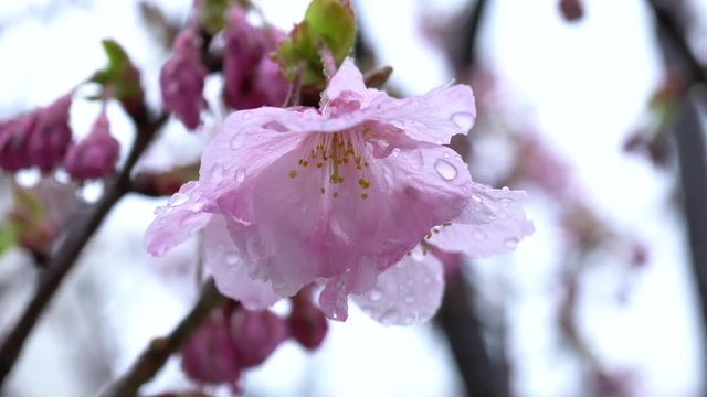 Cherry blossoms blooming in the rain