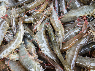 Fresh seafood is on sale in the market