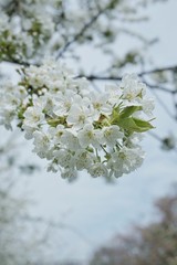Cherry blossom Sakura 