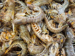 Fresh seafood is on sale in the market
