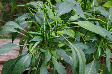 Green chili on chili tree