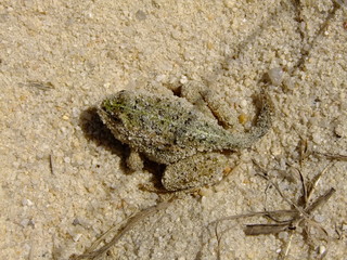 a frog with a tail