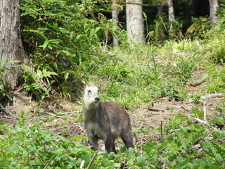 二ホンカモシカ