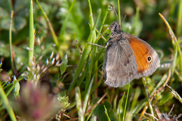The Small Heath, (Coenonympha pamphilus) photographed in nature.