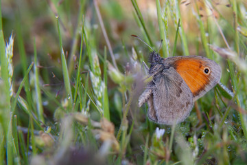 The Small Heath, (Coenonympha pamphilus) photographed in nature.