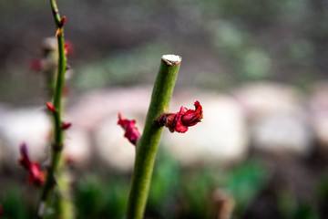 The first shoots on the rose bush in spring
