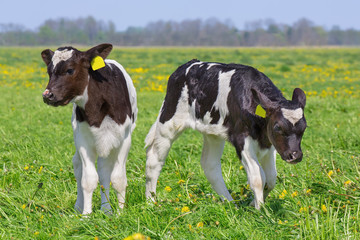 Close up two newborn calves in dutch meadow