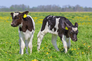 Obraz premium Close up two newborn calves in dutch meadow