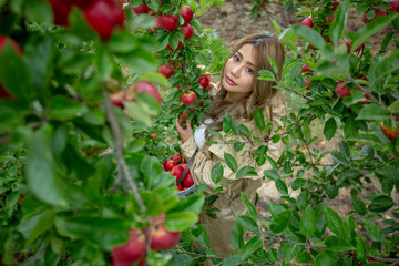 A beautiful woman picking the red apples in apple orchard.