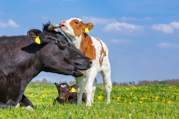 Mother cow and newborn calves in meadow © benschonewille