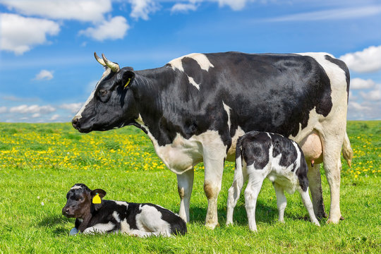 Mother cow with two calves in green meadow