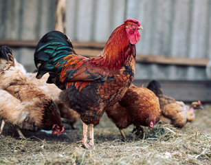 Chicken rooster on a traditional farm, the concept of organic animal husbandry