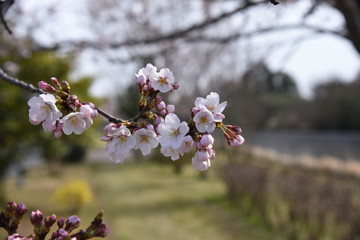 桜
