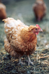 Brown hen on a Traditional free range, сloseup focus on head