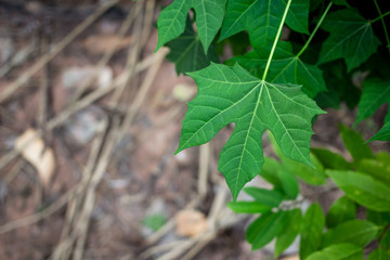 Cnidoscolus aconitifolius,chaya tree,tree spinach