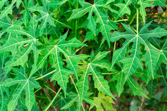 Cnidoscolus aconitifolius,chaya tree,tree spinach