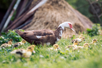 Muscovy duck and her of ducklings on a traditional farm, focused on the mother duck