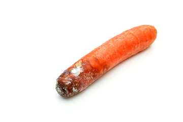 One mouldy carrot. Rotten and uneatable. Isolated on white background. 