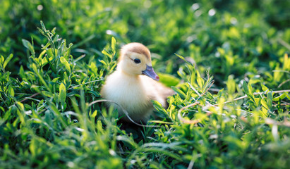 Head cute little yellow newborn duckling in green grass. Newly hatched duckling on a chicken farm - close-up portrait.