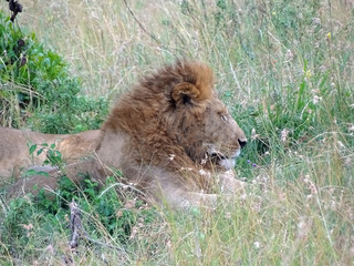 Panthera leo melanochaita
