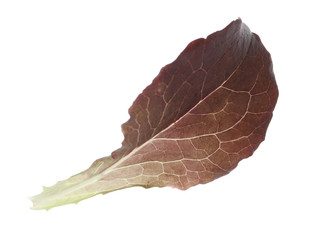 Leaf of fresh red lettuce isolated on white
