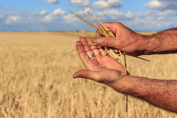 Fototapeta na wymiar The hands of a farmer holding close to him some ears of wheat in a wheat field. Concept of agriculture.