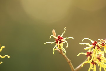 Frühling 3