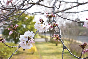 桜