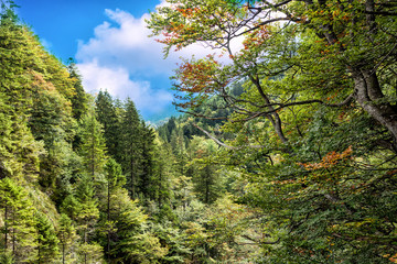 View of high Apls mountains wth green forest under blue sky.