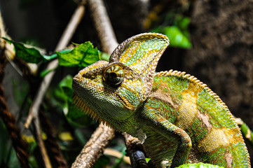 Chameleon