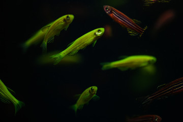 makro20 © ukasz