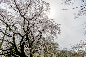 東京都文京区駒込の日本庭園の満開のしだれ桜