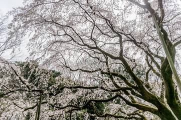 東京都文京区駒込の日本庭園の満開のしだれ桜