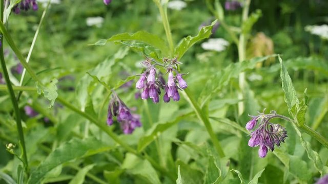 Beautiful blooming violet comfrey flowers - Symphytum officinale - in homemade garden in HD VIDEO. Illuminated by soft daylight. Close-up.