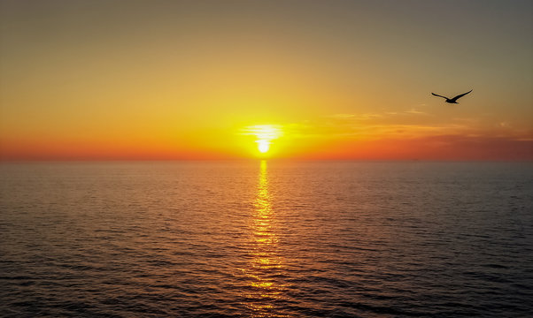 Mouette dans le coucher de soleil vu depuis un navire de croisière.
