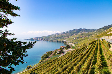 Vignoble en terrasses de Lavaux, classé au patrimoine mondial de l'UNESCO, entre lac et montagnes 