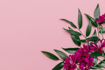 The leaves of Ruscus and maroon chrysanthemums on the pink background.Festive concept,copy space for text,top view