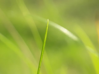 grass with dew drops