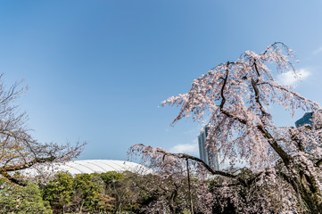 東京都文京区後楽園の日本庭園に咲く満開のしだれ桜と青空