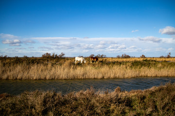 Chevaux sauvages paissant sur l'herbe dans les marais de Camargue (PACA, France)