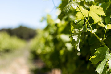 Vignes du vignoble de Teyran (Occitanie, France)