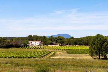 Vignoble de Teyran dominé par le Pic Saint-Loup (Occitanie, France)