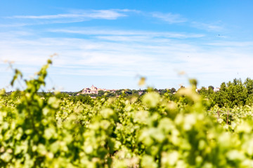 Fototapeta na wymiar Vignes du vignoble de Teyran (Occitanie, France)