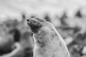 seal standing on a rock and posing black and white